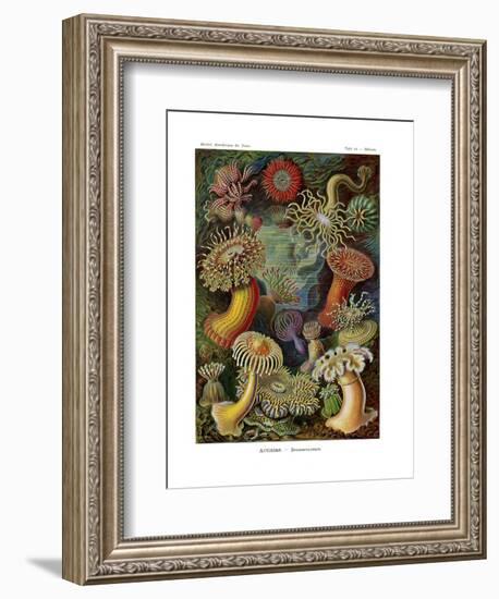 Actiniae or Actiniaria, 1899-1904-null-Framed Giclee Print