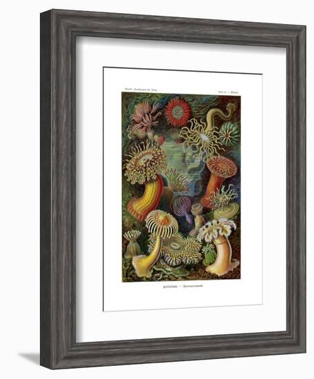 Actiniae or Actiniaria, 1899-1904-null-Framed Giclee Print