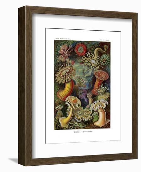 Actiniae or Actiniaria, 1899-1904-null-Framed Giclee Print