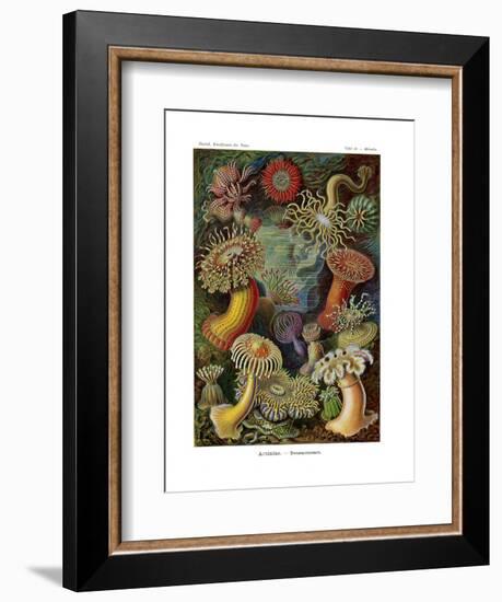 Actiniae or Actiniaria, 1899-1904-null-Framed Giclee Print