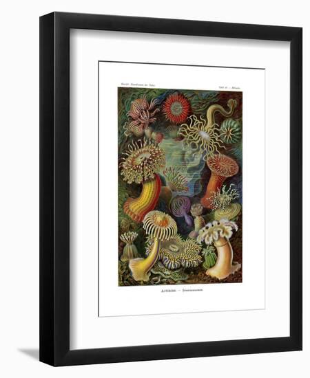 Actiniae or Actiniaria, 1899-1904-null-Framed Giclee Print