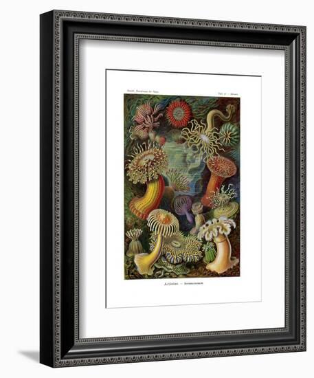 Actiniae or Actiniaria, 1899-1904-null-Framed Giclee Print