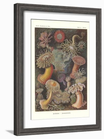 Actiniae - Sea Anemone, Pl.49, from 'Kunstformen Der Natur', Engraved by Adolf Giltsch, Published…-Ernst Haeckel-Framed Giclee Print