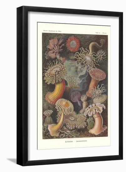 Actiniae - Sea Anemone, Pl.49, from 'Kunstformen Der Natur', Engraved by Adolf Giltsch, Published…-Ernst Haeckel-Framed Giclee Print