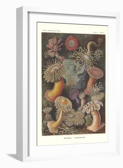 Actiniae - Sea Anemone, Pl.49, from 'Kunstformen Der Natur', Engraved by Adolf Giltsch, Published…-Ernst Haeckel-Framed Giclee Print