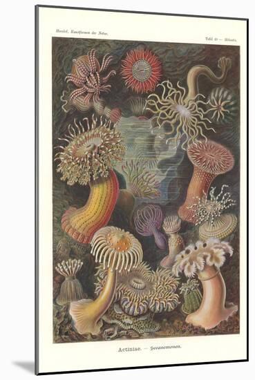 Actiniae - Sea Anemone, Pl.49, from 'Kunstformen Der Natur', Engraved by Adolf Giltsch, Published…-Ernst Haeckel-Mounted Giclee Print