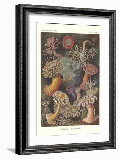 Actiniae - Sea Anemone, Pl.49, from 'Kunstformen Der Natur', Engraved by Adolf Giltsch, Published…-Ernst Haeckel-Framed Giclee Print