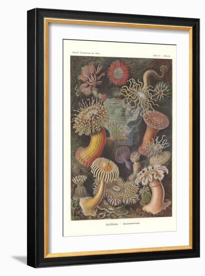 Actiniae - Sea Anemone, Pl.49, from 'Kunstformen Der Natur', Engraved by Adolf Giltsch, Published…-Ernst Haeckel-Framed Giclee Print