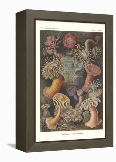 Actiniae - Sea Anemone, Pl.49, from 'Kunstformen Der Natur', Engraved by Adolf Giltsch, Published…-Ernst Haeckel-Framed Premier Image Canvas