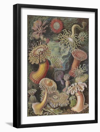 Actiniae Seeanemonen-Ernst Haeckel-Framed Art Print