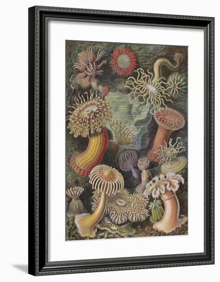 Actiniae Seeanemonen-Ernst Haeckel-Framed Art Print