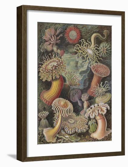 Actiniae Seeanemonen-Ernst Haeckel-Framed Art Print