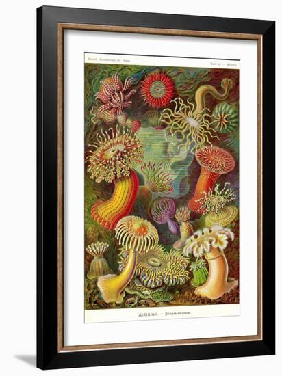 Actiniae-Ernst Haeckel-Framed Art Print