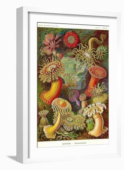 Actiniae-Ernst Haeckel-Framed Art Print