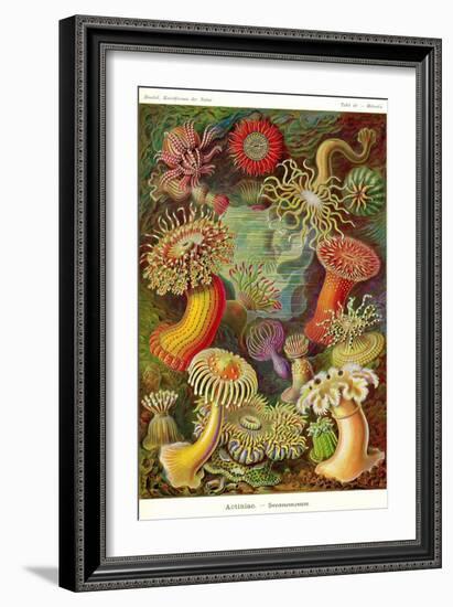 Actiniae-Ernst Haeckel-Framed Art Print