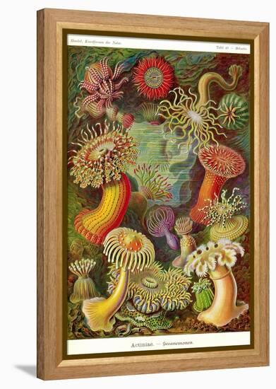 Actiniae-Ernst Haeckel-Framed Stretched Canvas