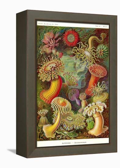 Actiniae-Ernst Haeckel-Framed Stretched Canvas