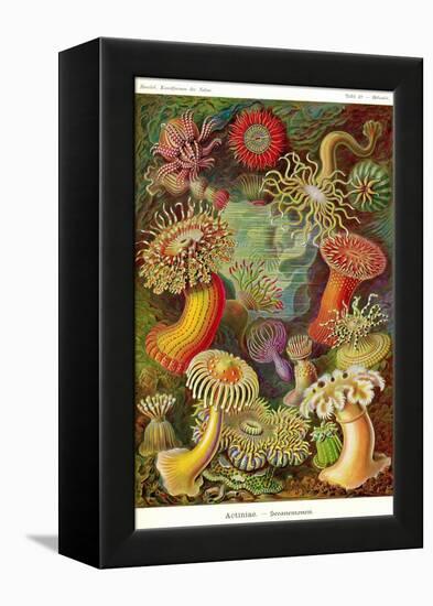 Actiniae-Ernst Haeckel-Framed Stretched Canvas