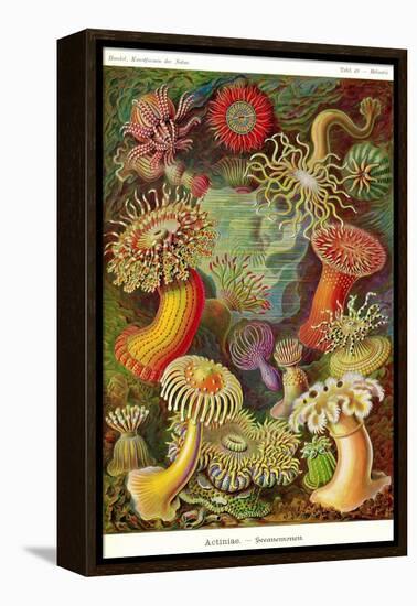 Actiniae-Ernst Haeckel-Framed Stretched Canvas