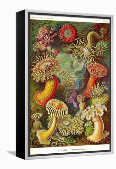 Actiniae-Ernst Haeckel-Framed Stretched Canvas