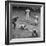 Action During a Game Between the Brooklyn Dodgers and the Milwaukee Braves at Ebbet's Field-Ralph Morse-Framed Premium Photographic Print