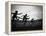 Action During the Women's 100m Hurdles at the 1952 Olympic Games in Helsinki-Mark Kauffman-Framed Premier Image Canvas