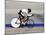 Action of Female Cyclist Competing on the Velodrome-null-Mounted Photographic Print