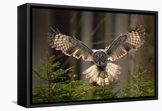 Action Scene from the Forest with Owl. Flying Great Grey Owl, Strix Nebulosa, above Green Spruce Tr-Ondrej Prosicky-Framed Premier Image Canvas