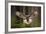 Action Scene from the Forest with Owl. Flying Great Grey Owl, Strix Nebulosa, above Green Spruce Tr-Ondrej Prosicky-Framed Photographic Print