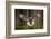 Action Scene from the Forest with Owl. Flying Great Grey Owl, Strix Nebulosa, above Green Spruce Tr-Ondrej Prosicky-Framed Photographic Print