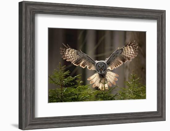 Action Scene from the Forest with Owl. Flying Great Grey Owl, Strix Nebulosa, above Green Spruce Tr-Ondrej Prosicky-Framed Photographic Print