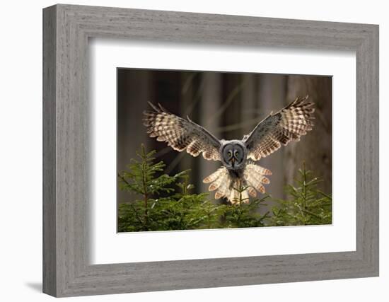 Action Scene from the Forest with Owl. Flying Great Grey Owl, Strix Nebulosa, above Green Spruce Tr-Ondrej Prosicky-Framed Photographic Print