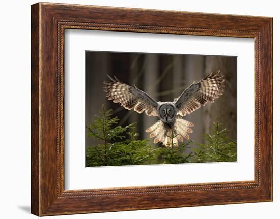 Action Scene from the Forest with Owl. Flying Great Grey Owl, Strix Nebulosa, above Green Spruce Tr-Ondrej Prosicky-Framed Photographic Print