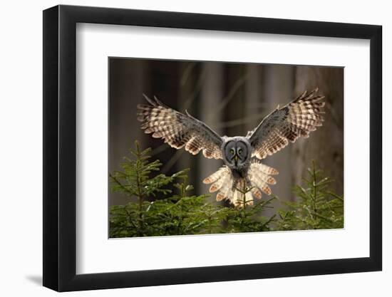 Action Scene from the Forest with Owl. Flying Great Grey Owl, Strix Nebulosa, above Green Spruce Tr-Ondrej Prosicky-Framed Photographic Print