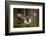 Action Scene from the Forest with Owl. Flying Great Grey Owl, Strix Nebulosa, above Green Spruce Tr-Ondrej Prosicky-Framed Photographic Print