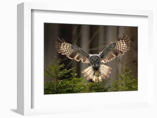 Action Scene from the Forest with Owl. Flying Great Grey Owl, Strix Nebulosa, above Green Spruce Tr-Ondrej Prosicky-Framed Photographic Print