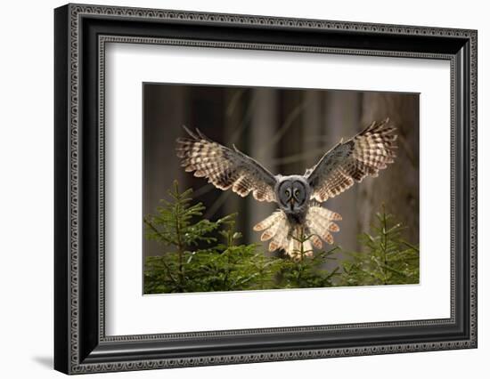 Action Scene from the Forest with Owl. Flying Great Grey Owl, Strix Nebulosa, above Green Spruce Tr-Ondrej Prosicky-Framed Photographic Print