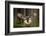 Action Scene from the Forest with Owl. Flying Great Grey Owl, Strix Nebulosa, above Green Spruce Tr-Ondrej Prosicky-Framed Photographic Print