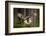 Action Scene from the Forest with Owl. Flying Great Grey Owl, Strix Nebulosa, above Green Spruce Tr-Ondrej Prosicky-Framed Photographic Print