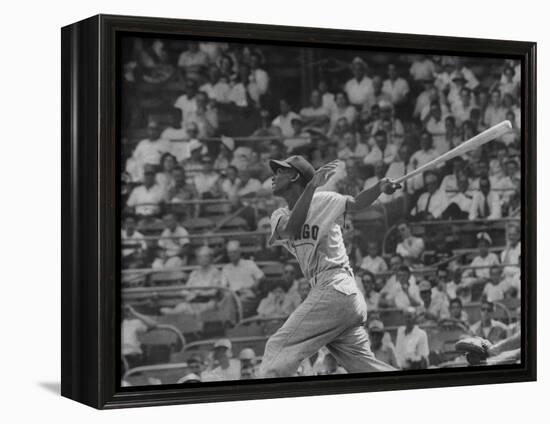 Action Shot of Chicago Cub's Ernie Banks, Following Direction of Baseball Resulting from His Hit-John Dominis-Framed Premier Image Canvas