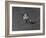 Action Shot of Willie Mays During the Giant Vs. Dodgers Game-Yale Joel-Framed Premium Photographic Print