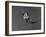 Action Shot of Willie Mays During the Giant Vs. Dodgers Game-Yale Joel-Framed Premium Photographic Print