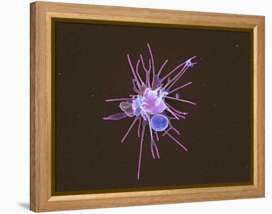 Activated Platelet, SEM-Science Photo Library-Framed Premier Image Canvas