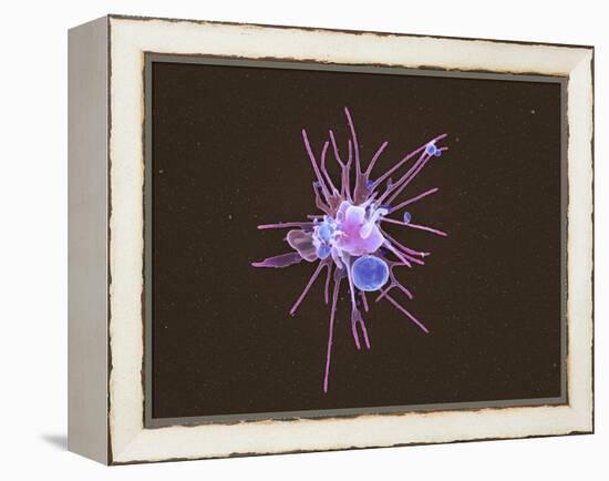 Activated Platelet, SEM-Science Photo Library-Framed Premier Image Canvas