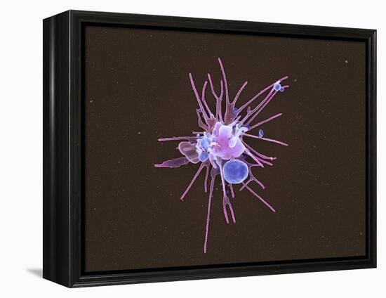 Activated Platelet, SEM-Science Photo Library-Framed Premier Image Canvas