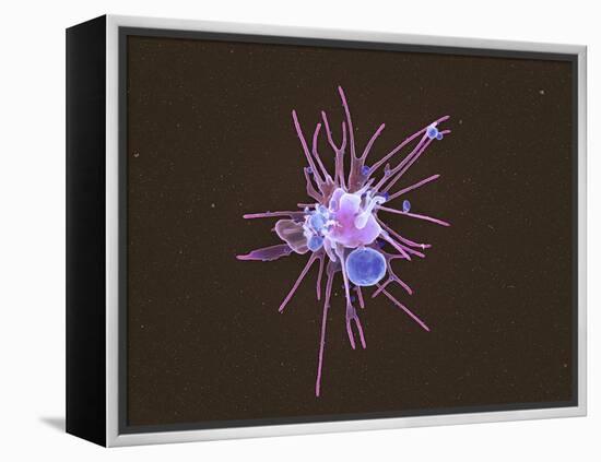 Activated Platelet, SEM-Science Photo Library-Framed Premier Image Canvas