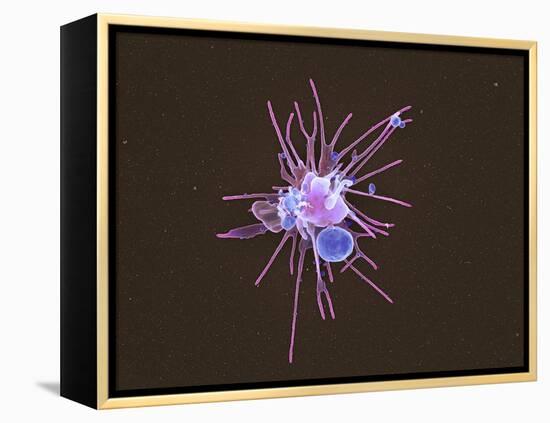 Activated Platelet, SEM-Science Photo Library-Framed Premier Image Canvas