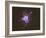 Activated Platelet, SEM-Science Photo Library-Framed Photographic Print