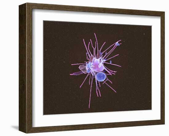 Activated Platelet, SEM-Science Photo Library-Framed Photographic Print