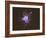 Activated Platelet, SEM-Science Photo Library-Framed Photographic Print